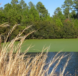Winding River Plantation golf picture